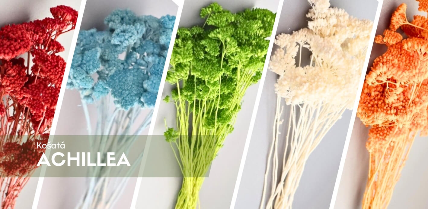 Sušená Achillea (Řebříček) – přírodní dekorace do interiéru